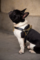Classic Black Leather Dog Harness