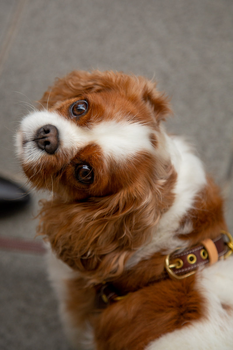 Chocolate Brown Leather Dog Harness