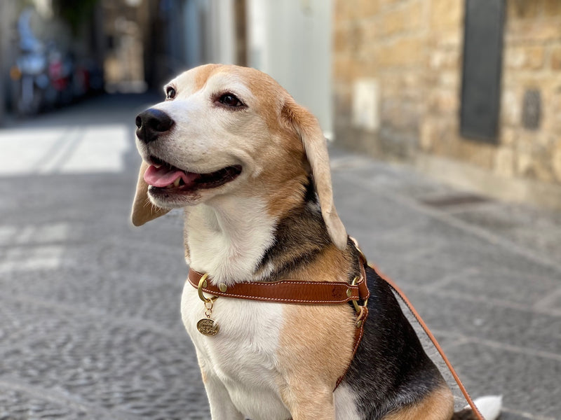 Florence Saddle Brown Leather Dog Harness