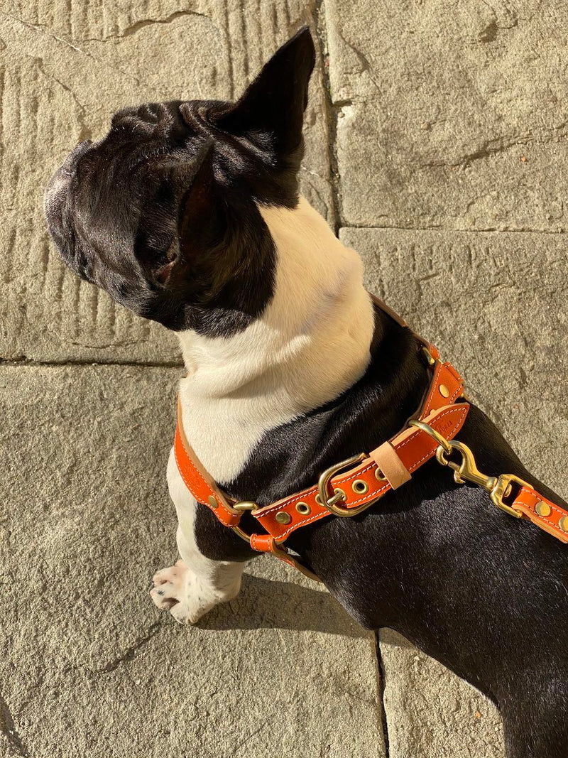 Sunset Orange Leather Dog Harness