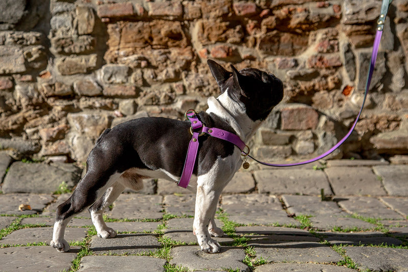 Lavender Purple Leather Dog Lead
