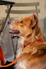 Sunset Orange Leather Dog Collar